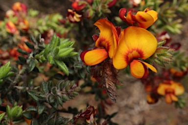 APII jpeg image of Pultenaea spinosa  © contact APII