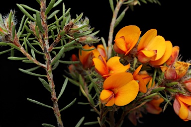 APII jpeg image of Pultenaea subspicata  © contact APII