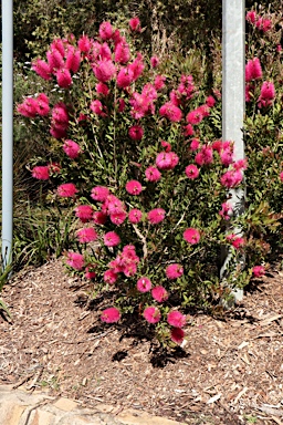 APII jpeg image of Callistemon pallidus 'Hot Pink'  © contact APII