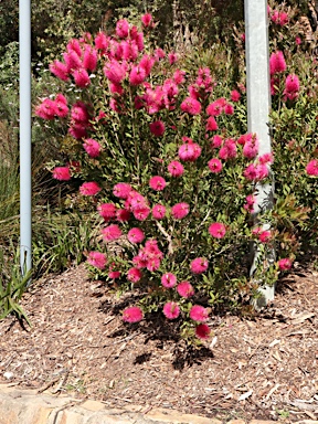 APII jpeg image of Callistemon pallidus 'Hot Pink'  © contact APII