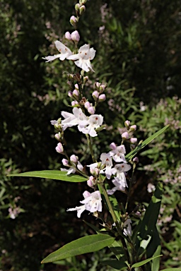 APII jpeg image of Prostanthera williamsii  © contact APII