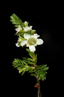 APII jpeg image of Baeckea diosmifolia  © contact APII