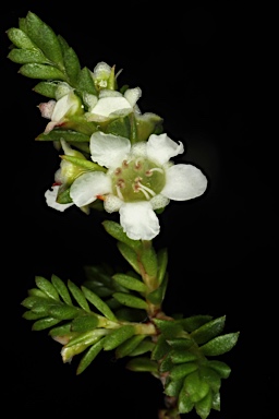 APII jpeg image of Baeckea diosmifolia  © contact APII