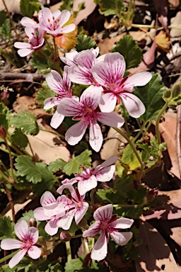 APII jpeg image of Pelargonium sp. Striatellum (G.W.Carr 10345)  © contact APII