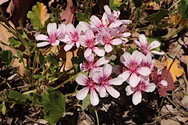 APII jpeg image of Pelargonium sp. Striatellum (G.W.Carr 10345)  © contact APII