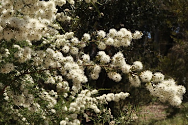 APII jpeg image of Kunzea capitata  © contact APII