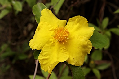 APII jpeg image of Hibbertia scandens  © contact APII