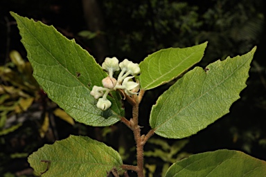 APII jpeg image of Seringia arborescens  © contact APII