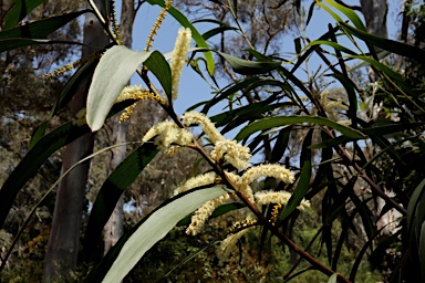 APII jpeg image of Acacia obtusifolia  © contact APII