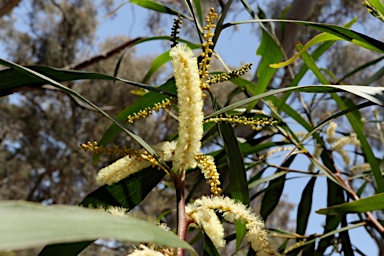 APII jpeg image of Acacia obtusifolia  © contact APII