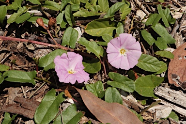 APII jpeg image of Convolvulus angustissimus  © contact APII