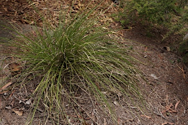 APII jpeg image of Lomandra confertifolia subsp. pallida  © contact APII