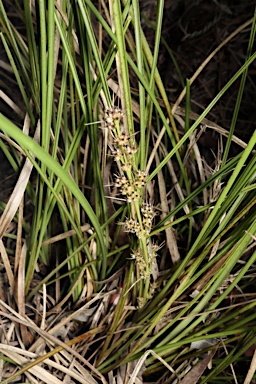 APII jpeg image of Lomandra confertifolia subsp. pallida  © contact APII