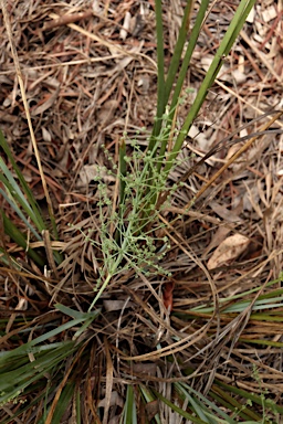 APII jpeg image of Lomandra decomposita  © contact APII