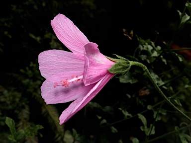 APII jpeg image of Hibiscus pedunculatus  © contact APII