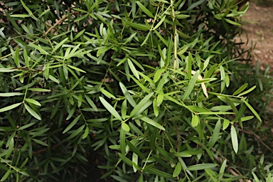 APII jpeg image of Podocarpus polystachyus  © contact APII