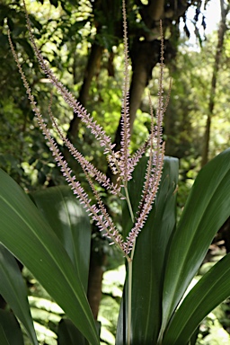 APII jpeg image of Cordyline petiolaris  © contact APII