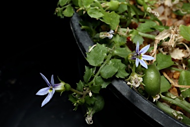 APII jpeg image of Lobelia sp. Nerriga  © contact APII