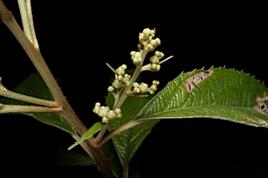 APII jpeg image of Argophyllum palumense  © contact APII