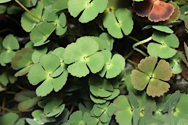 APII jpeg image of Marsilea cryptocarpa  © contact APII