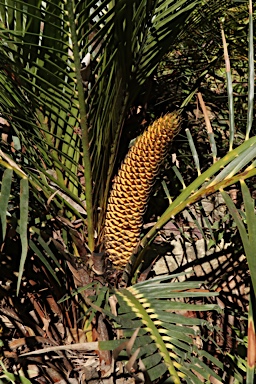 APII jpeg image of Macrozamia mountperriensis  © contact APII