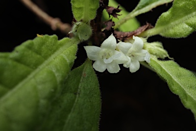 APII jpeg image of Psychotria sp. Danbulla (S.T.Blake 15262)  © contact APII