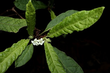 APII jpeg image of Psychotria sp. Danbulla (S.T.Blake 15262)  © contact APII