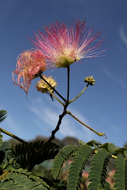 APII jpeg image of Albizia julibrissin  © contact APII