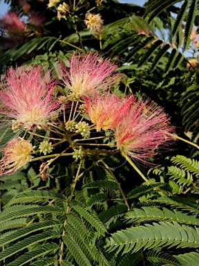 APII jpeg image of Albizia julibrissin  © contact APII