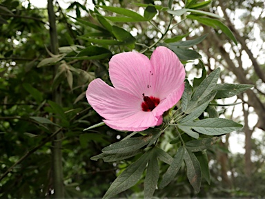 APII jpeg image of Hibiscus 'Aussie Pink'  © contact APII