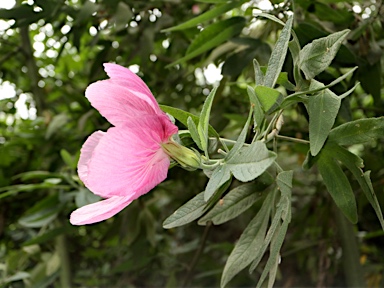 APII jpeg image of Hibiscus 'Aussie Pink'  © contact APII