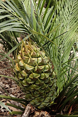 APII jpeg image of Macrozamia reducta  © contact APII