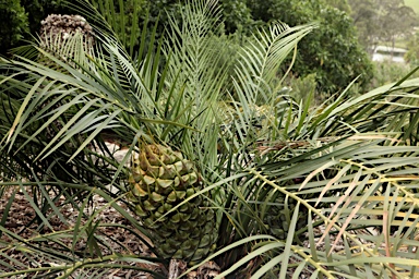 APII jpeg image of Macrozamia reducta  © contact APII