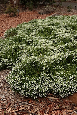 APII jpeg image of Scaevola 'White Carpet'  © contact APII