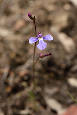 APII jpeg image of Lobelia andrewsii  © contact APII