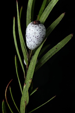 APII jpeg image of Austromyrtus tenuifolia  © contact APII