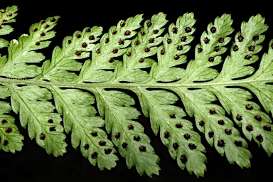 APII jpeg image of Lastreopsis windsorensis  © contact APII