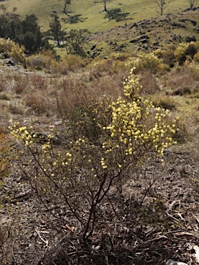 APII jpeg image of Acacia ulicifolia  © contact APII