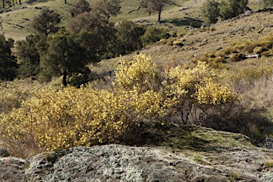 APII jpeg image of Acacia ulicifolia  © contact APII