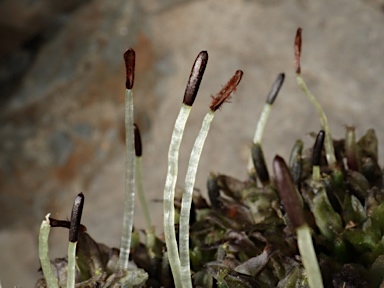 APII jpeg image of Symphyogyna podophylla  © contact APII