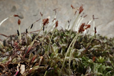 APII jpeg image of Symphyogyna podophylla  © contact APII