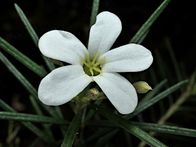 APII jpeg image of Ricinocarpos pinifolius  © contact APII