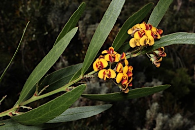 APII jpeg image of Daviesia corymbosa  © contact APII