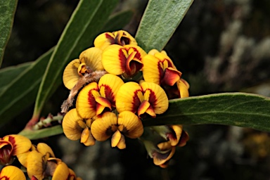 APII jpeg image of Daviesia corymbosa  © contact APII