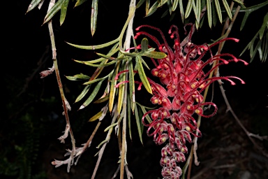 APII jpeg image of Grevillea 'Wendy Sunshine'  © contact APII