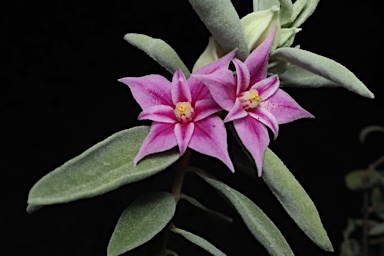 APII jpeg image of Boronia grandisepala subsp. grandisepala  © contact APII