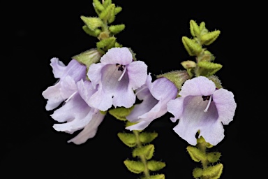 APII jpeg image of Prostanthera rhombea  © contact APII