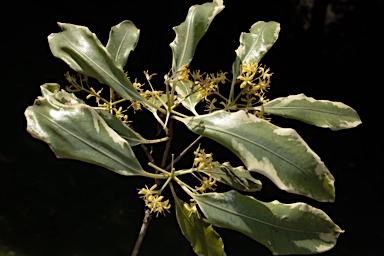 APII jpeg image of Pittosporum eugenioides 'Variegatum'  © contact APII