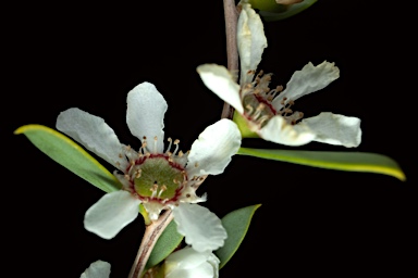 APII jpeg image of Leptospermum coriaceum  © contact APII