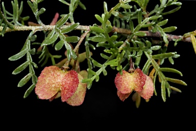 APII jpeg image of Dodonaea subglandulifera  © contact APII